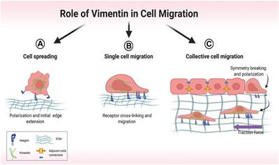 Impact of Vimentin on Regulation of Cell Signaling and Matrix Remodeling